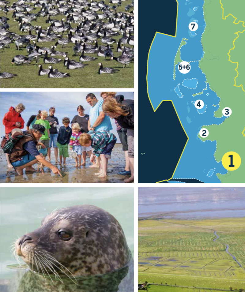 Compilation of a map of the Schleswig Holstein Wadden Sea and four pictures: flock of geese on meadow, group of mudflat hikers observing mudflat surface, seal in water, aerial of green salt marsh