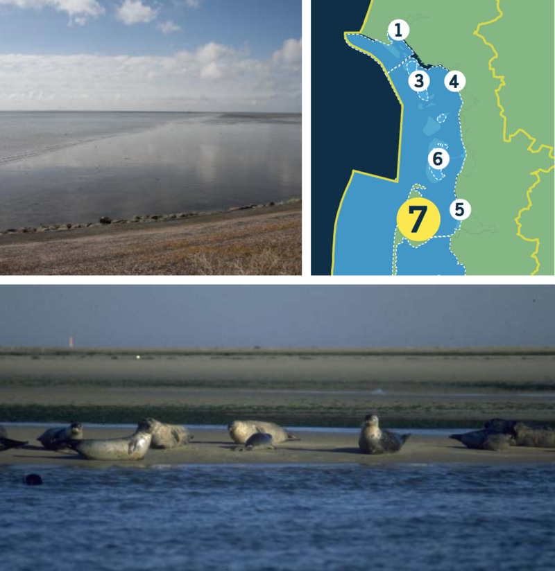 Compilation of a map of the Danish Wadden Sea and two pictures: shoreline from dike during low tide, seals on sandbank amidst water.